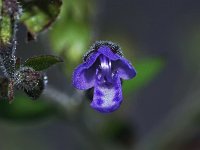 Forked Bluecurls - Saratoga County, NY - 10/12/21