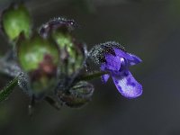 Forked Bluecurls - Saratoga County, NY - 10/12/21