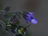 Forked Bluecurls - Saratoga County, NY - 10/12/21