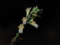 Horse Balm - Schenectady County, NY - 09/01/20