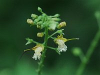 Horse Balm - Saratoga County, NY - 08/03/21