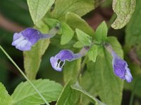 Little Skullcap - Albany County, NY - 08/25/20