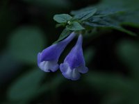 Little Skullcap - Rensselaer  County, NY - 08/28/20