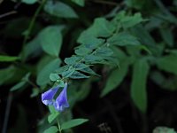 Little Skullcap - Rensselaer  County, NY - 08/28/20