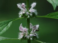 Purple Dead-Nettle - non-native - Saratoga County, NY - 06/24/20
