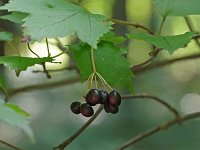 Mapleleaf Viburnum - Saratoga County, NY - 09/05/20