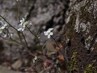 Lyre-Leaved Rock Cress - Saratoga County, NY - 04/25/20