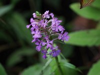 Lesser Purple Fringed Orchid - Herkimer County, NY - 07/15/21