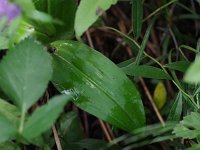 Lesser Purple Fringed Orchid - Herkimer County, NY - 07/15/21