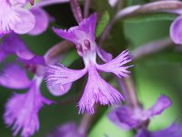 Lesser Purple Fringed Orchid - Herkimer County, NY - 07/15/21