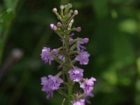 Lesser Purple Fringed Orchid - Herkimer County, NY - 07/15/21