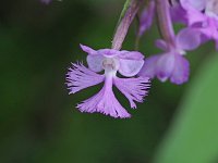Lesser Purple Fringed Orchid - Herkimer County, NY - 07/15/21