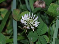 White Clover - non-native - Saratoga County, NY - 09/29/20