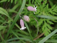 Bladder Campion - non-native - Saratoga County, NY - 08/07/20