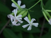 Bouncing Bet - non-natve - Schenectady County, NY - 08/05/20