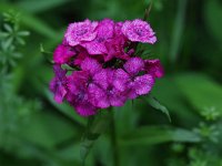 Sweet William Pink - non-native - Saratoga County, NY - 06/16/21