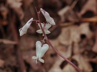 Squirrel Corn - Saratoga County, NY - 05/02/21