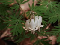 Squirrel Corn - Saratoga County, NY - 05/09/21