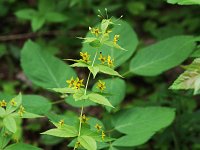 Whorled Loosestrife - Saratoga County, NY - 06/26/21