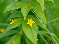 Whorled Loosestrife - Saratoga County, NY - 06/16/11