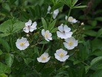 Multiflora Rose - non-native - Saratoga County, NY - 06/04/20