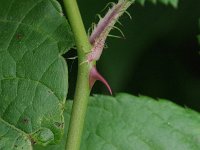 Multiflora Rose - non-native - Saratoga County, NY - 06/07/21