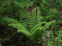 Cinnamon Fern - Saratoga County, NY - 05/22/21
