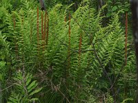 Cinnamon Fern - Saratoga County, NY - 05/31/21