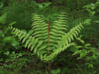 Cinnamon Fern - Saratoga County, NY - 05/31/21