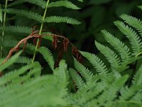 Cinnamon Fern - Saratoga County, NY - 06/13/20