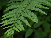 Cinnamon Fern - Saratoga County, NY - 06/13/20
