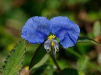 Slender Dayflower - Monroe County, FL - 04/25/12
