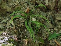 Maidenhair Spleenwort - Saratoga  County, NY - 09/12/20