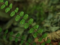 Maidenhair Spleenwort - Saratoga  County, NY - 09/12/20