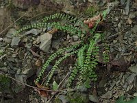Maidenhair Spleenwort - Saratoga  County, NY - 09/12/20