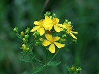 Common St John's Wort - non-native - Saratoga County, NY - 06/29/21