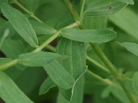 Common St John's Wort - non-native - Saratoga County, NY - 08/07/20