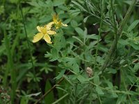 Common St John's Wort - non-native - Saratoga County, NY - 08/07/20