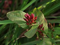 Fraser's Marsh St. John's Wort - Saratoga  County, NY - 09/14/20
