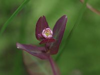 Fraser's Marsh St. John's Wort - Herkimer  County, NY - 07/15/21