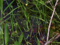 Lesser St. John's Wort - Saratoga County, NY - 07/10/21