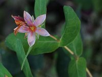 Marsh St. John's Wort - Hampden County, MA - 08/22/20