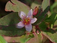 Marsh St. John's Wort - Hampden County, MA - 08/22/20