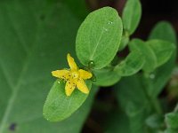 Spotted St. John's Wort - Alany County, NY - 08/25/20