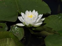 Fragrant Water-Lily - Albany County, NY - 06/16/20