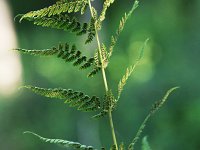 Clinton's Wood Fern - Saratoga County, NY - 06/10/21