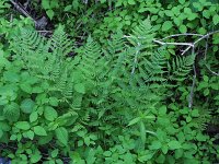 Clinton's Wood Fern - Saratoga County, NY - 06/10/21