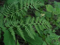 Marginal Wood Fern - Schenectady County, NY - 08/10/20