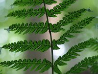 Marginal Wood Fern - Schenectady County, NY - 08/10/20