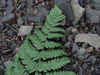 Marginal Wood Fern - Schenectady County, NY - 08/10/20